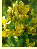 Зверобой обыкновенный (Hypericum perforatum L) Зверобой обыкновенный (Hypericum perforatum L)